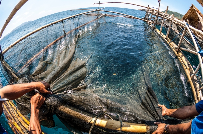 Harvesting fish on Ganga Island, North Sulawesi, Indonesia (Giordano Cipriani/Getty)