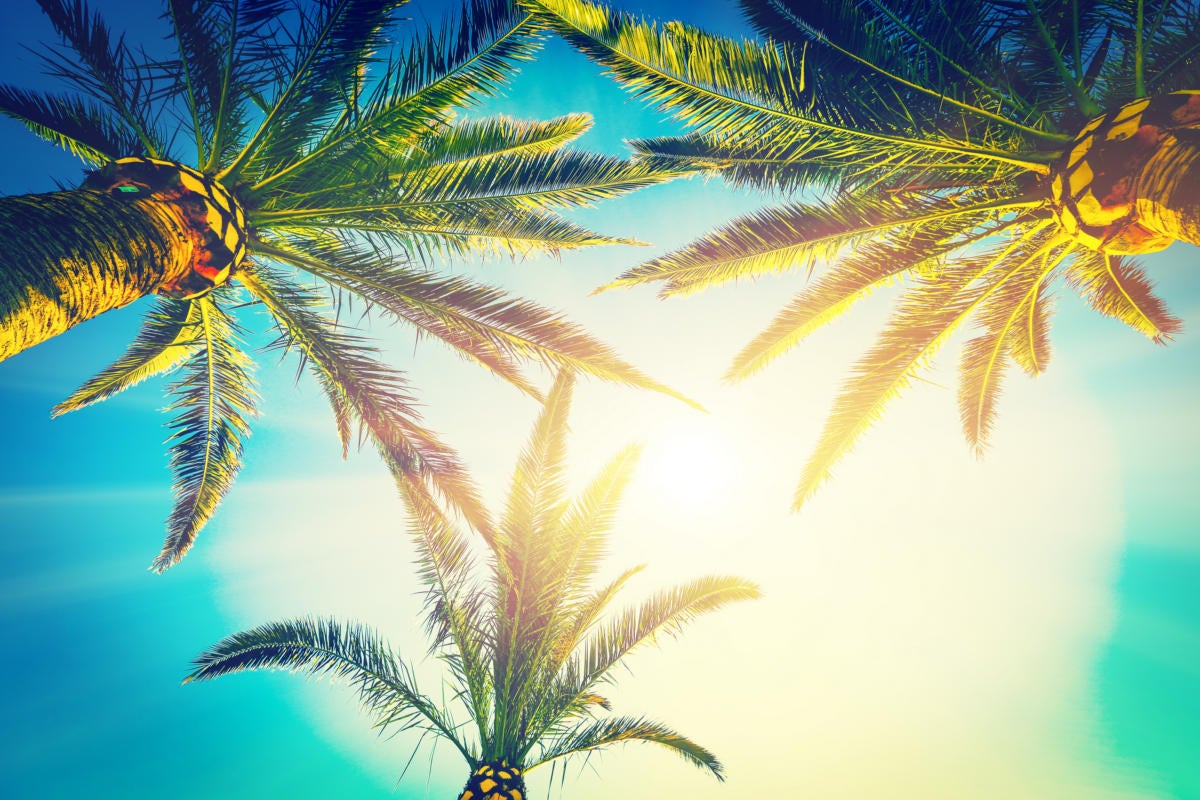 palm trees against blue sky and clouds