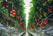 The Rise of Walmart Technology: Revolutionizing the Future of Farming