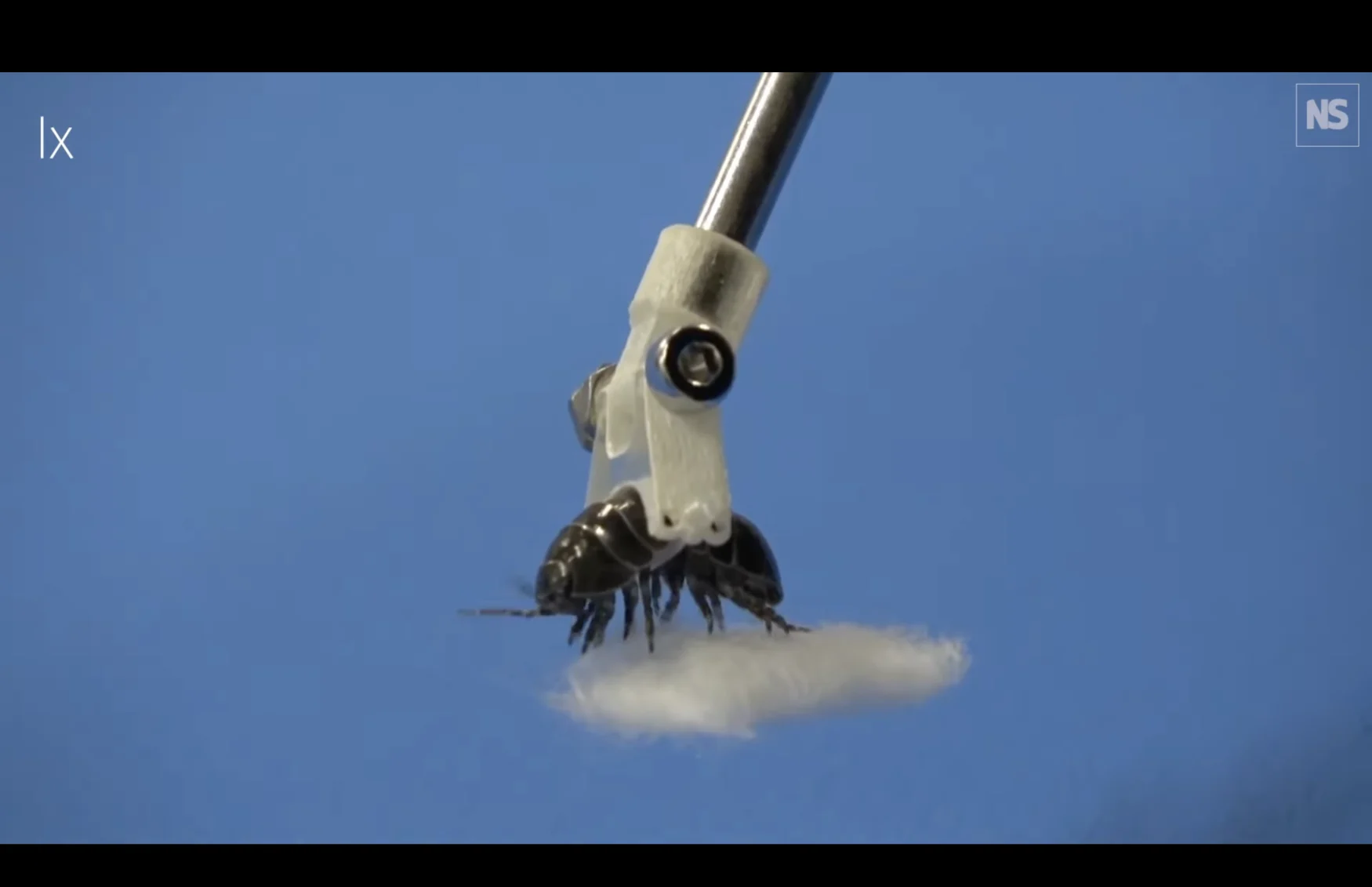 a rolly polly suspended at the end of a metal pole, while holding a bit of cotton