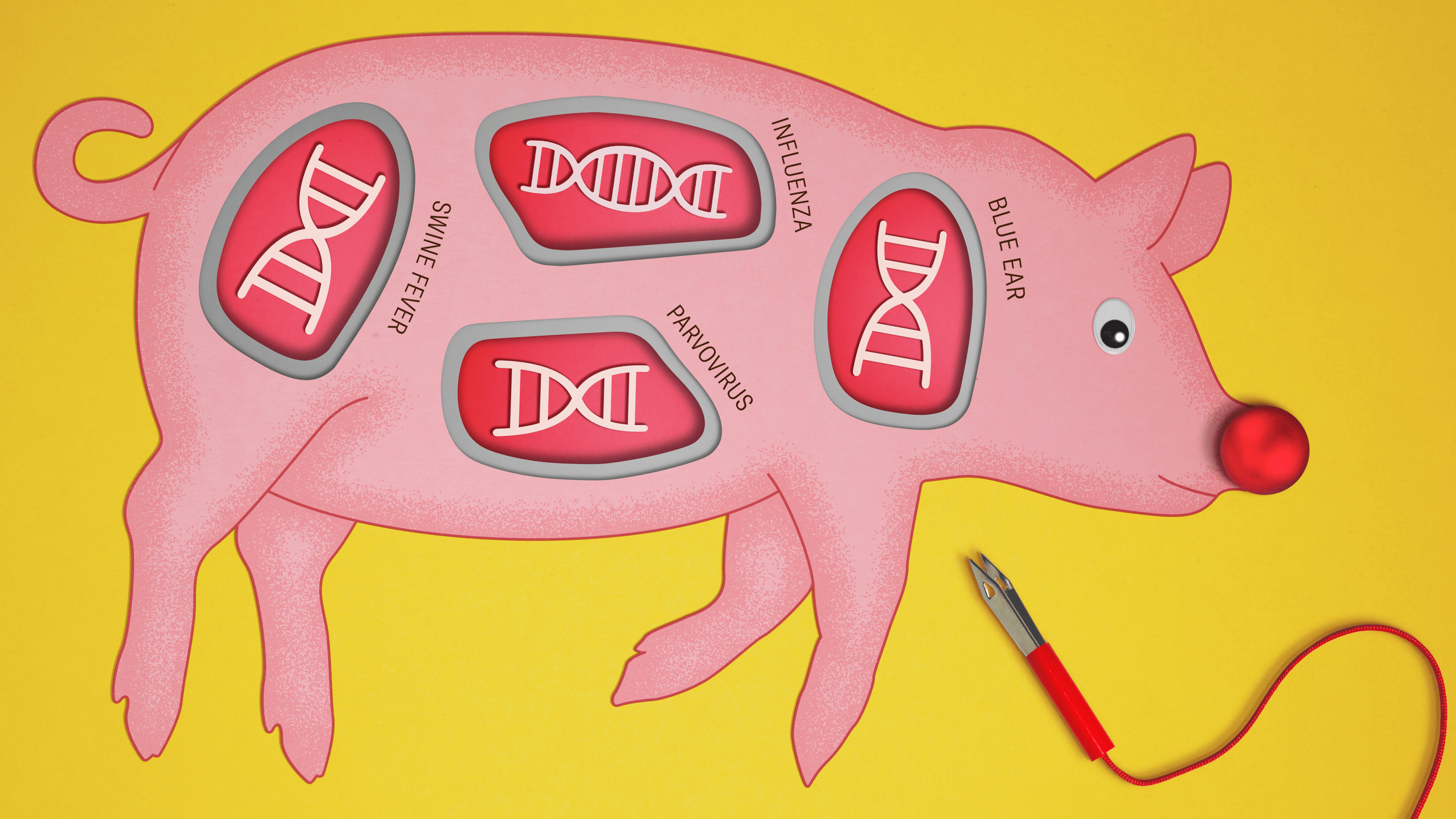 crispr pig concept