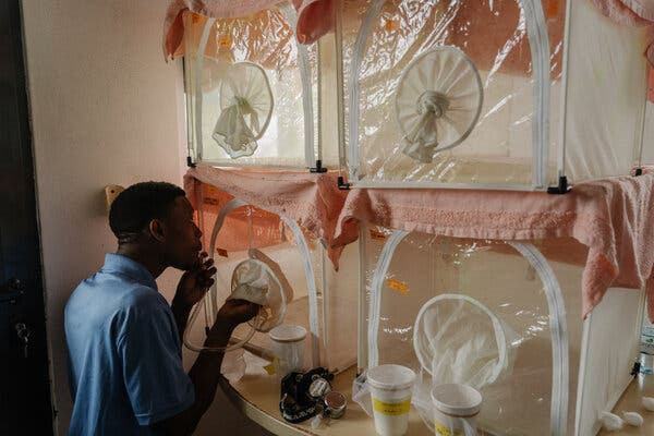Ivan Mugeni Mulongo kneels at a table stacked with large plastic cages topped with pink towels that contain mosquitoes. He uses a long plastic tube to collect individual mosquitoes to put in small covered cups on the table for study.